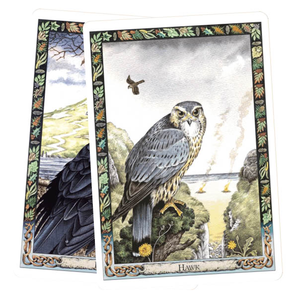The Druid Animal Oracle Deck - Hawk